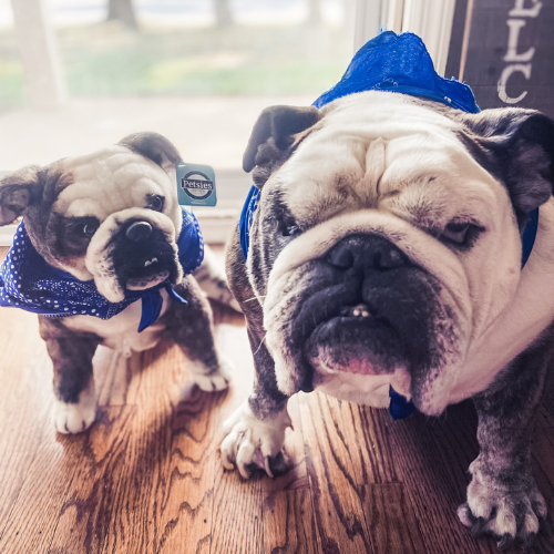 Original Petsies Forevers Stuffed Animal