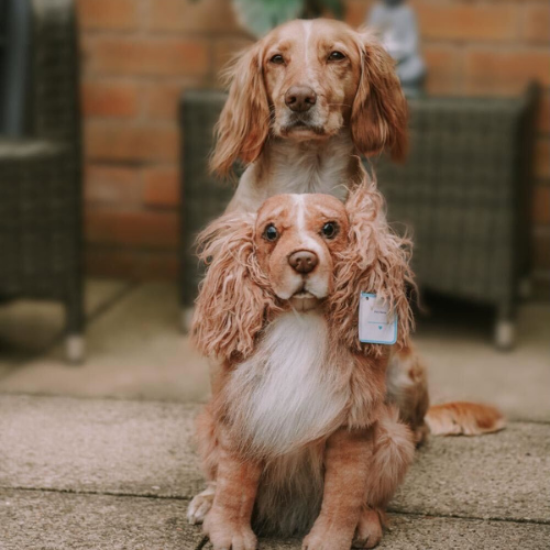 Original Petsies Forevers Stuffed Animal