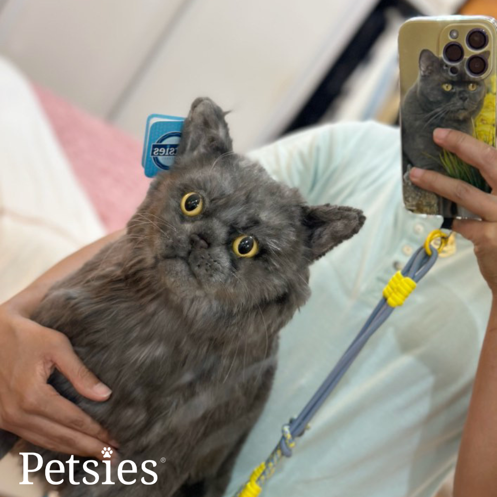 Comfort Petsies Forevers Stuffed Animal