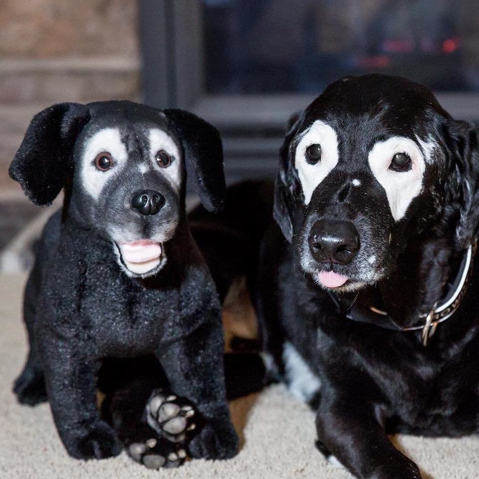 Comfort Petsies Forevers Stuffed Animal